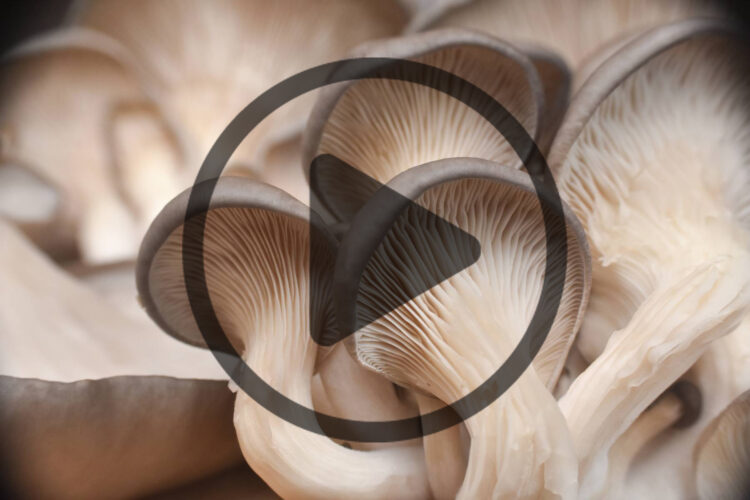 How to Grow Mushrooms: Liquid Culture Recipe Image